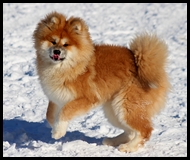 akita-inu