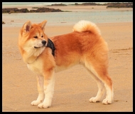 akita-inu