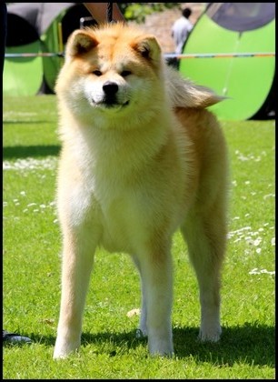 akita-inu-roux