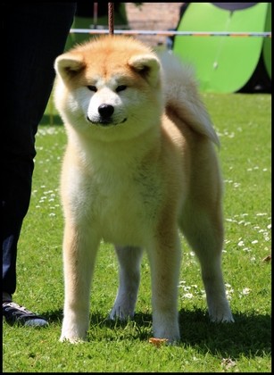 akita-inu