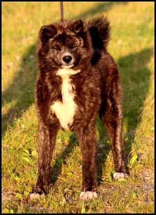 akita-inu-bleu