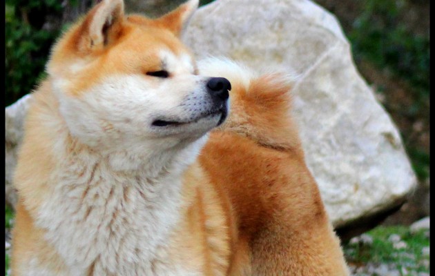 Aiko Kensha Katsuro Elevage Akita Inu Leden Des Shokou