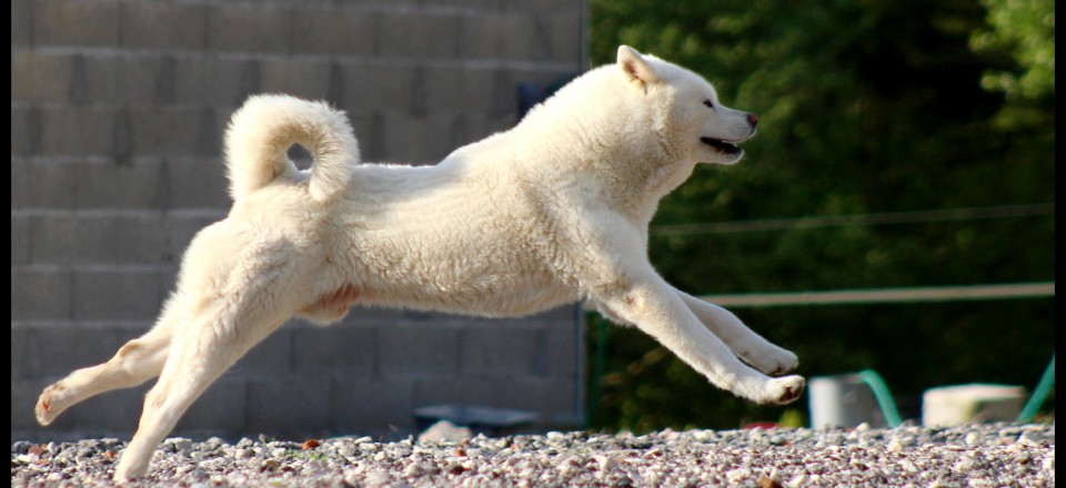 Elevage Akita Inu Leden Des Shokou