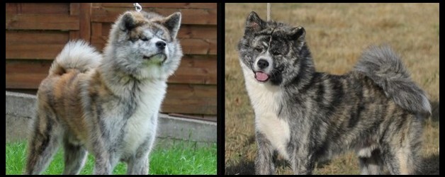 Exposition canine de Douai