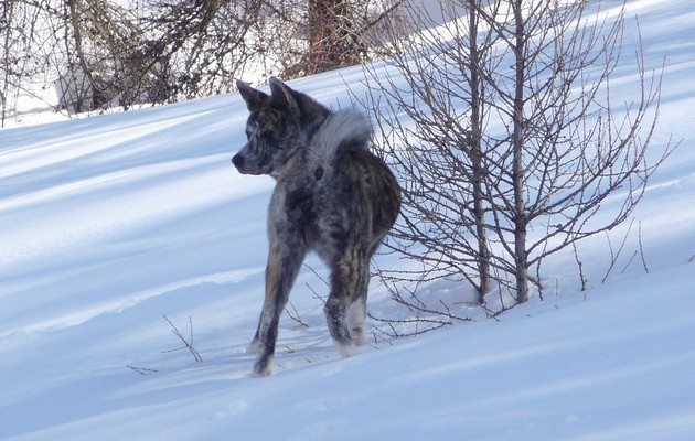 Eïko De Kiboo Ken Elevage Akita Inu Leden Des Shokou