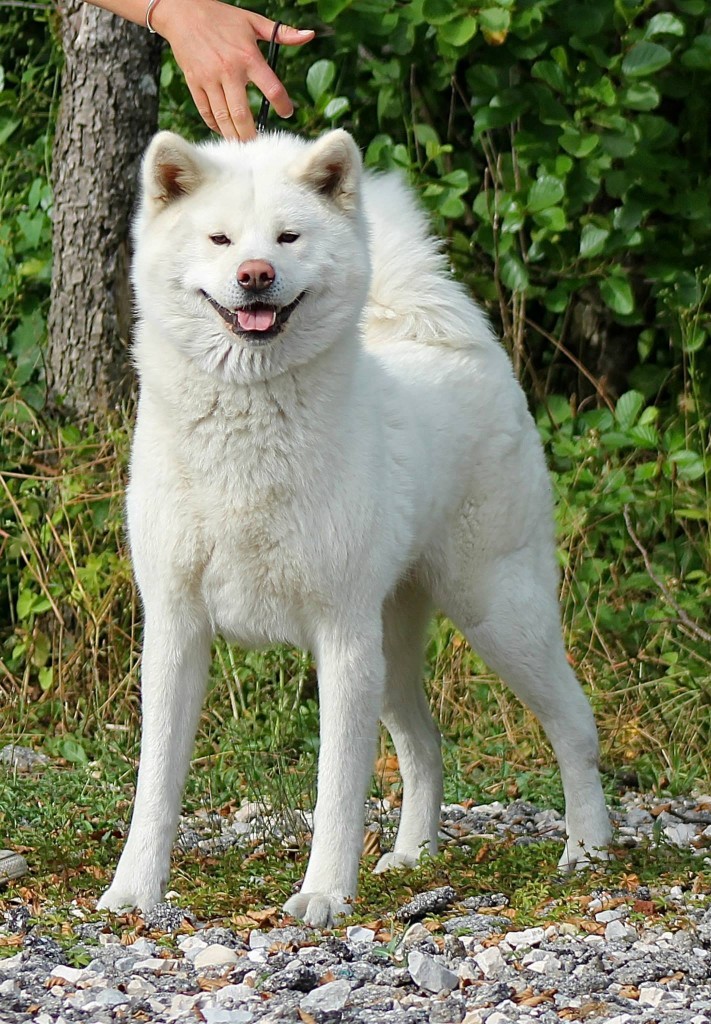 akita-inu-blanc