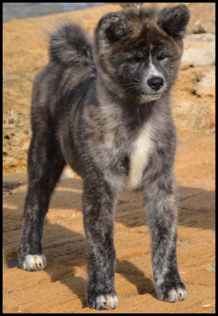 Un nouveau mâle a rejoint la meute ! Elevage Akita inu L